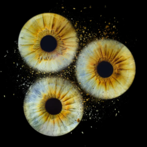 iristrio