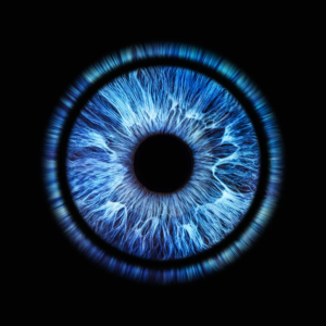 Iris bleu