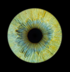 photo iris